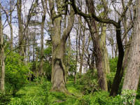 Park Dworski
