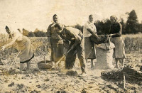 kopanie ziemniaków