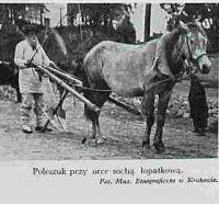 Rolni z sochą łopatkową