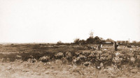 Roman Kochanowski, "Zbieranie kapusty", rok 1887